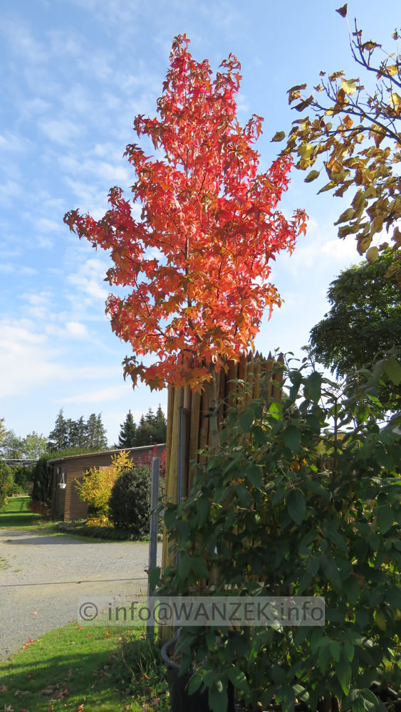 Liquidambar styraciflua Lane Roberts 0006.JPG